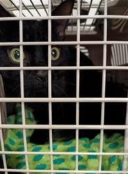 Shelter Stray Male Cat last seen FAIRWAY HILLS DR, 4950 SW Triana Blvd, Huntsville, AL 35805, USA
