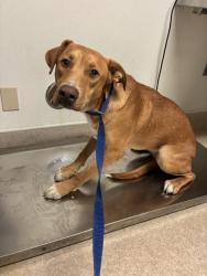 Shelter Stray Female Dog last seen Near BLOCK CURNOW RD, BAKERSFIELD CA 93307, 3951 Fruitvale Ave, Bakersfield, CA 93308, USA