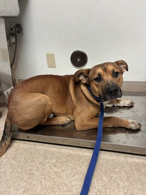 Shelter Stray Male Dog last seen Near BLOCK CURNOW RD, BAKERSFIELD CA 93307, 3951 Fruitvale Ave, Bakersfield, CA 93308, USA