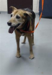 Shelter Stray Female Dog last seen Near BLOCK POWELL ST, WADE NC 28395, 4704 Corporation Dr, Fayetteville, NC 28306, USA