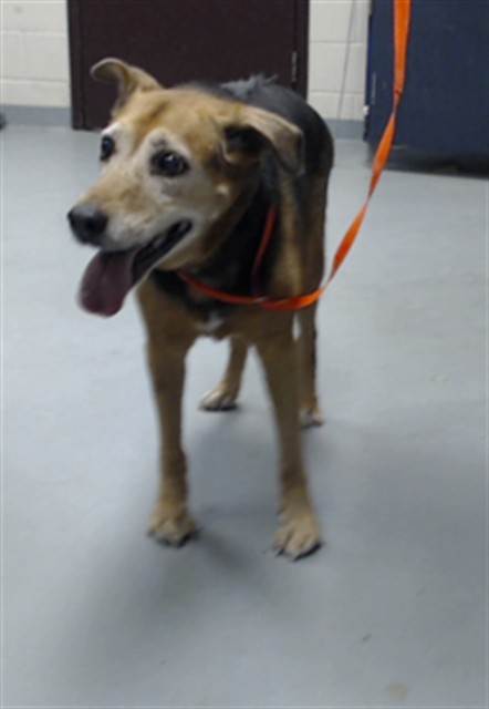 Shelter Stray Female Dog last seen Near BLOCK POWELL ST, WADE NC 28395, 4704 Corporation Dr, Fayetteville, NC 28306, USA