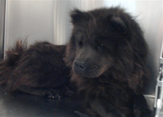 Shelter Stray Female Dog last seen Near BLOCK GALLOWAY DR, FAYETTEVILLE NC 28303, 4704 Corporation Dr, Fayetteville, NC 28306, USA