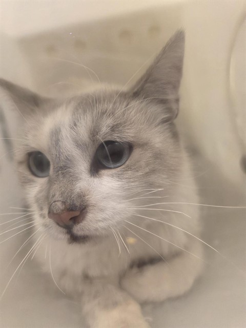 Shelter Stray Female Cat last seen Near BLOCK REDWOOD PLACE, 4522 W 3500 S, West Valley City, UT 84120, USA