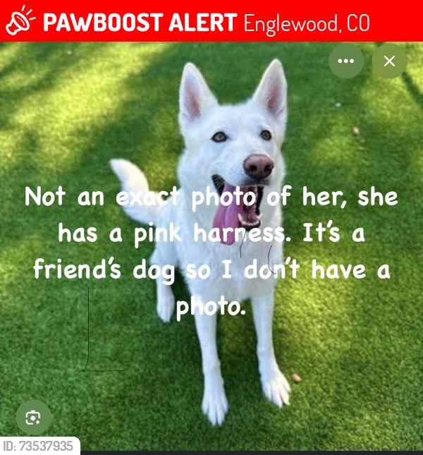 Lost Female Dog last seen Near east peakview avenue, Englewood, CO 80111