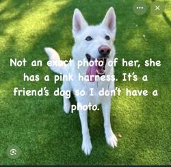 Lost Female Dog last seen Near east peakview avenue, Englewood, CO 80111
