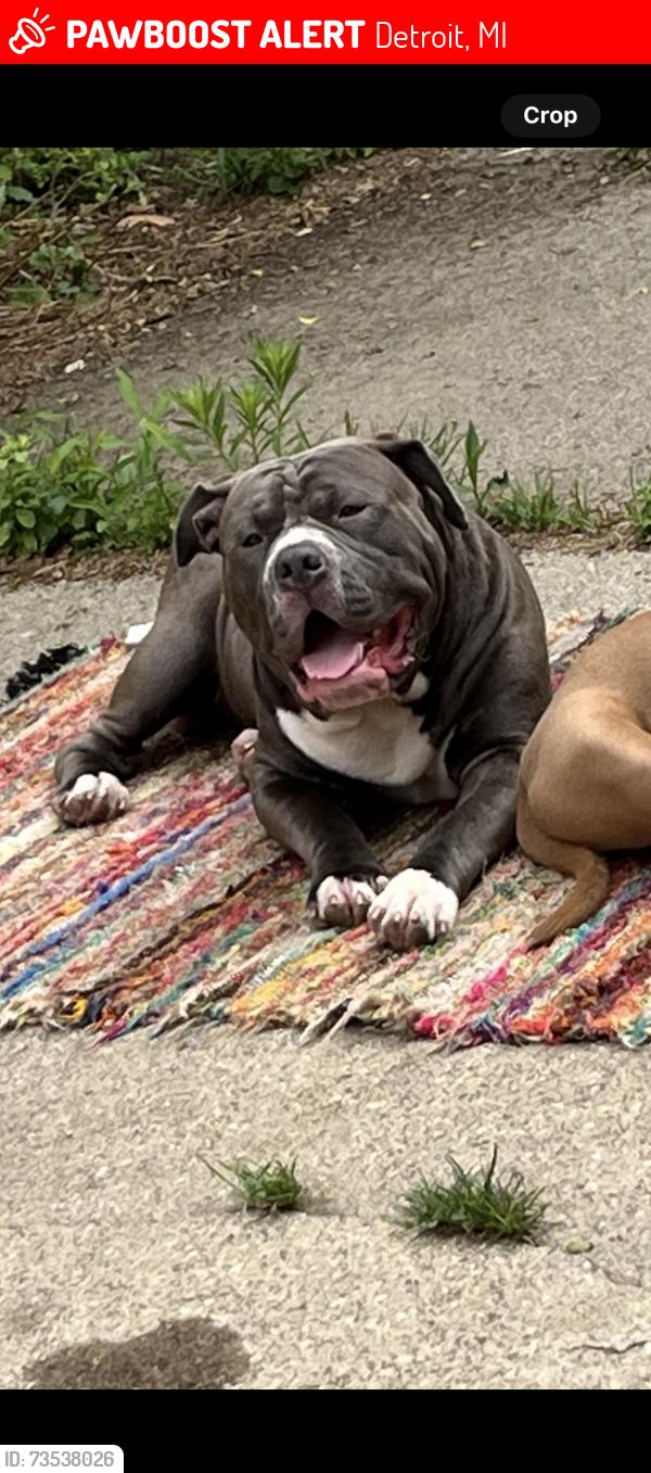 Lost Male Dog last seen 7 mile and Ryan, Detroit, MI 48234
