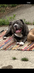 Lost Male Dog last seen 7 mile and Ryan, Detroit, MI 48234