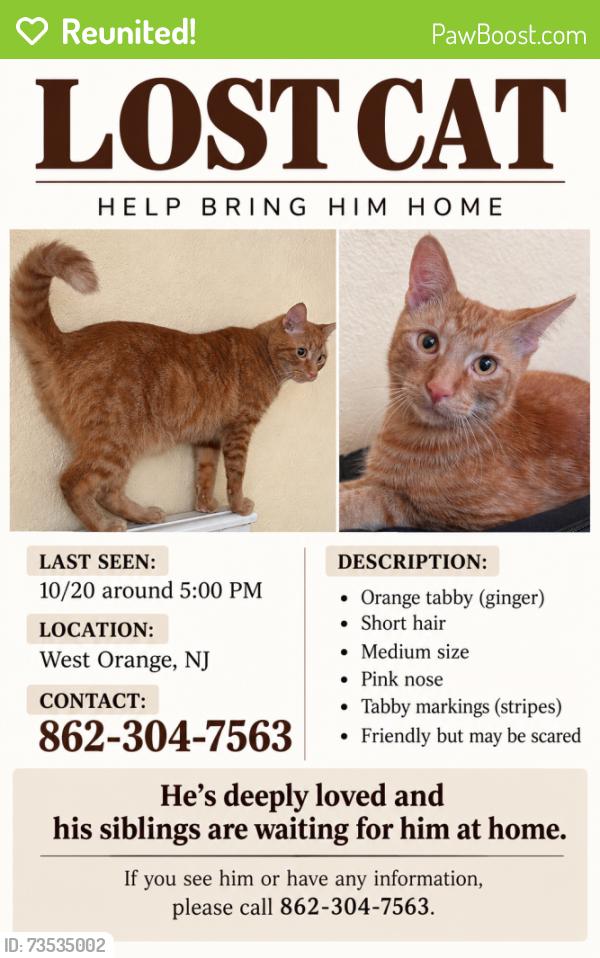 Reunited Male Cat last seen We live by the Walgreens that have closed down in Main Street West Orange NJ, West Orange, NJ 07052