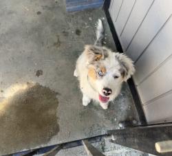 Reunited Female Dog last seen Marysville, Marysville, CA 95901