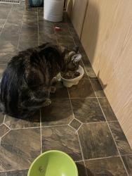 Reunited Male Cat last seen Fanshawe&Adelaide, London, ON N5X 4L6