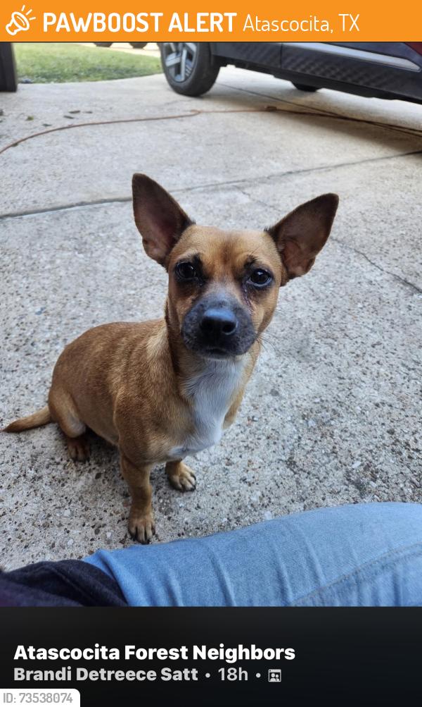 Found/Stray Female Dog last seen Will Clayton, Atascocita, TX 77346