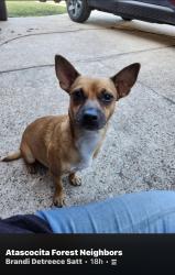 Found/Stray Female Dog last seen Will Clayton, Atascocita, TX 77346