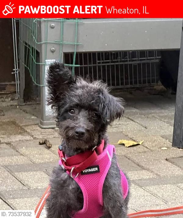 Lost Female Dog last seen Shaffner and Walz, Wheaton, IL 60189