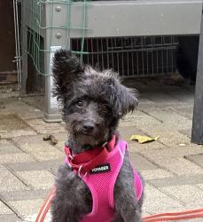 Lost Female Dog last seen Shaffner and Walz, Wheaton, IL 60189