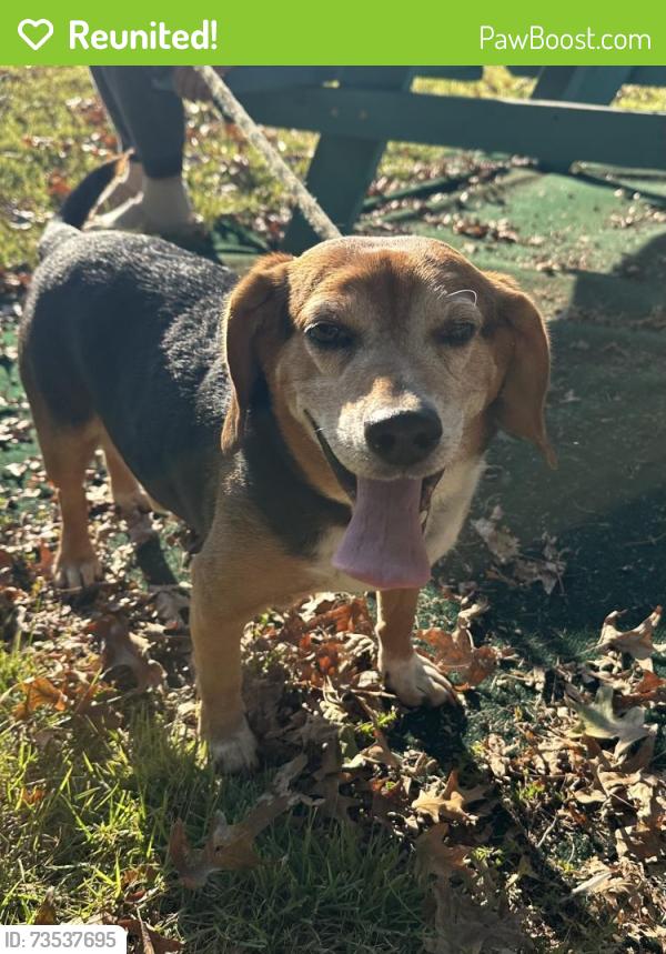 Reunited Male Dog last seen Parker Rd & Paddock intersection, Florissant, MO 63033