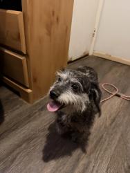 Found/Stray Unknown Dog last seen Stanton Rd, Rockdale County, GA 30094