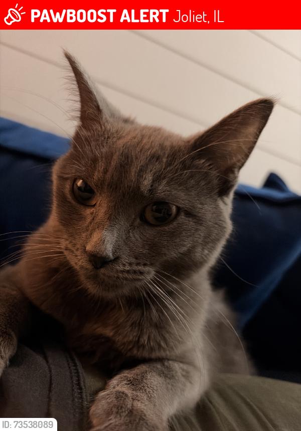 Lost Female Cat last seen ann st, Joliet, IL 60435