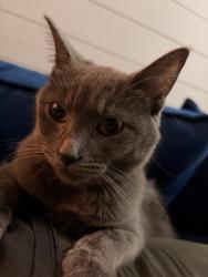 Lost Female Cat last seen ann st, Joliet, IL 60435