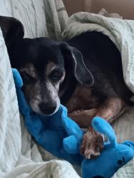 Lost Female Dog last seen Sunny Vale in sunrise ests, Columbia, MO 65201