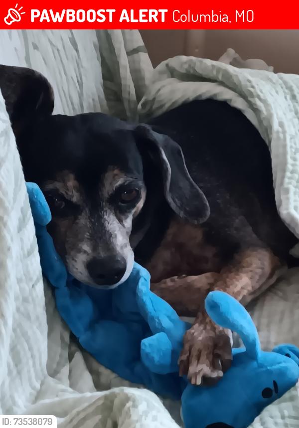 Lost Female Dog last seen Sunny Vale in sunrise ests, Columbia, MO 65201