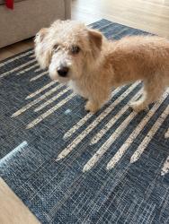 Found/Stray Male Dog last seen Near and Bob olsen, Kennewick, WA 99338