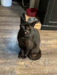 Lost Male Cat last seen Crestlane and Baxter, Anaheim, CA 92805