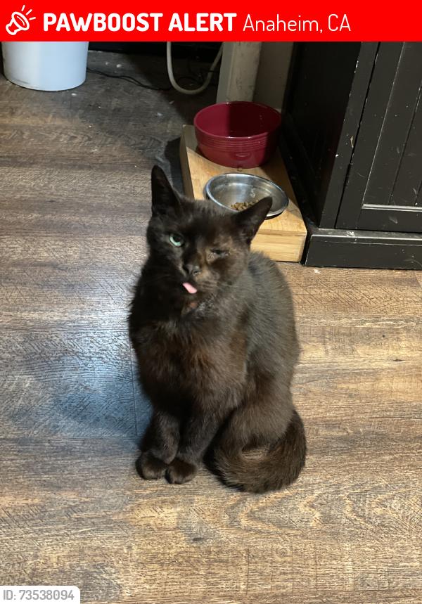 Lost Male Cat last seen Crestlane and Baxter, Anaheim, CA 92805