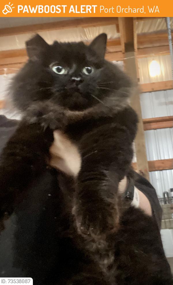 Found/Stray Female Cat last seen Port Orchard WA, Port Orchard, WA 98366