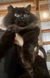 Found/Stray Female Cat last seen Port Orchard WA, Port Orchard, WA 98366