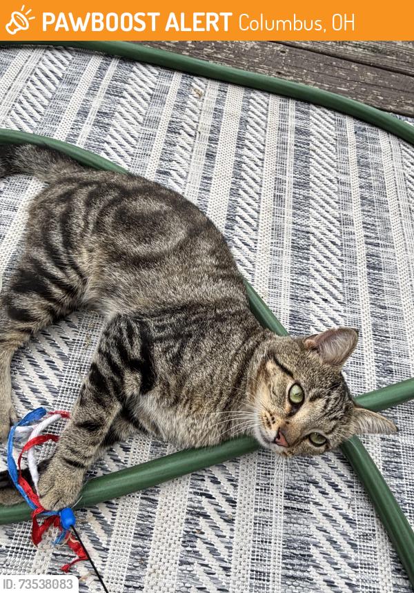 Found/Stray Male Cat last seen 3rd ave and rehab specialty hosp, Columbus, OH 43201