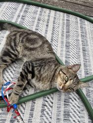 Found/Stray Male Cat last seen 3rd ave and rehab specialty hosp, Columbus, OH 43201