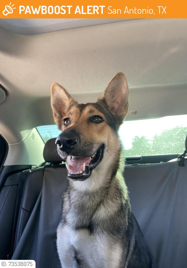 Found/Stray Female Dog last seen IDEA Robinson, San Antonio, TX 78245