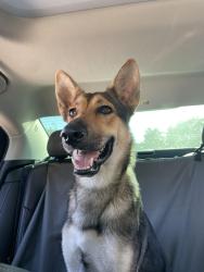 Found/Stray Female Dog last seen IDEA Robinson, San Antonio, TX 78245