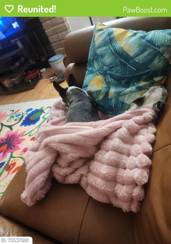Reunited Female Dog last seen California Pine Rd NE, Rio Rancho, NM 87124, USA, Rio Rancho, NM 87124