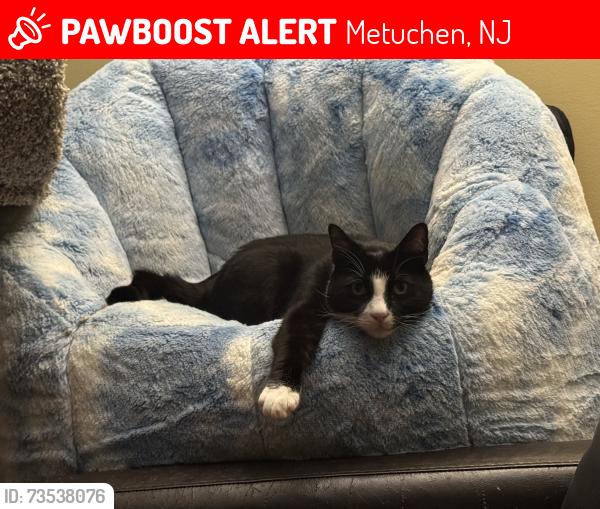 Lost Male Cat last seen Rose St, Metuchen, NJ 08840