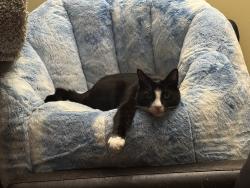 Lost Male Cat last seen Rose St, Metuchen, NJ 08840