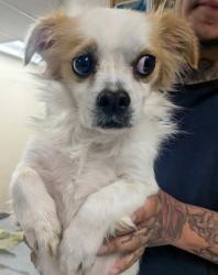 Shelter Stray Male Dog last seen Near East Aragon (BELEN ACO), Belen,, 1209 NM-314, Los Lunas, NM 87031, USA