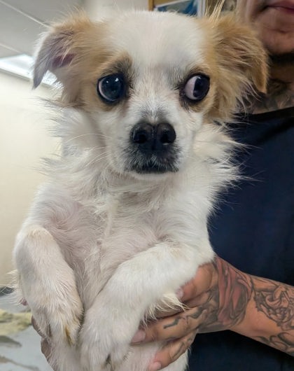 Shelter Stray Male Dog last seen Near East Aragon (BELEN ACO), Belen,, 1209 NM-314, Los Lunas, NM 87031, USA