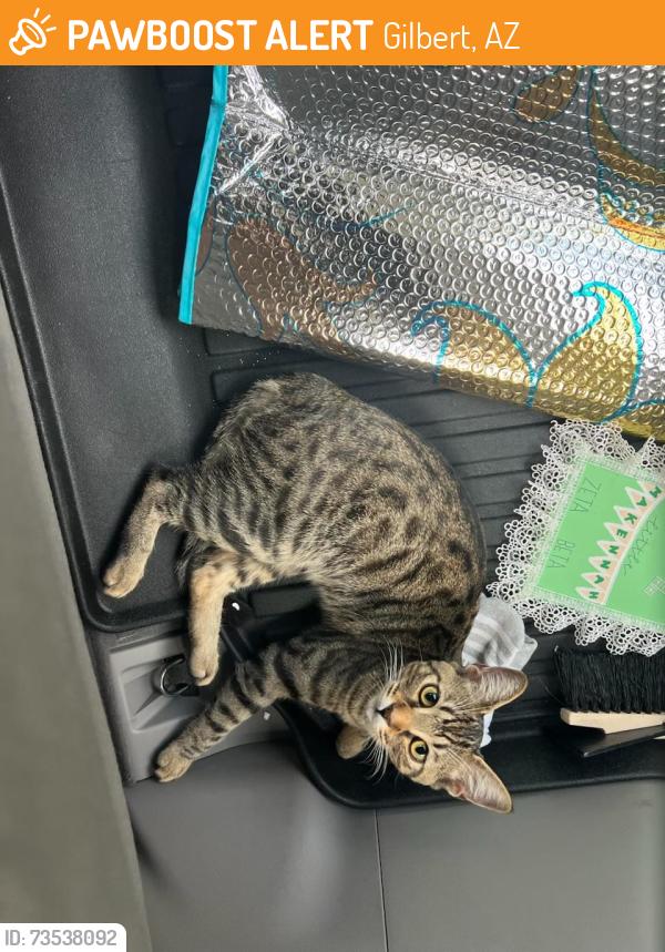 Found/Stray Female Cat last seen At the Wyatt apmt complex, Gilbert, AZ 85296