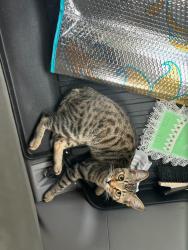 Found/Stray Female Cat last seen At the Wyatt apmt complex, Gilbert, AZ 85296