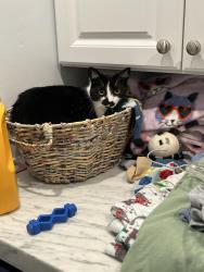Reunited Female Cat last seen Chelsea between Sea Ridge Dr and Midway St, San Diego, CA 92037