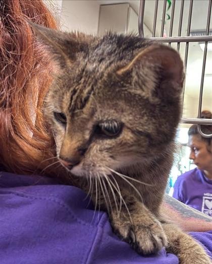 Shelter Stray Male Cat last seen Near blk Windsong Trl, Round Rock, City of Round Rock, TX, 1855 SE Inner Loop, Georgetown, TX 78626, USA