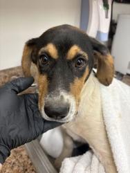 Shelter Stray Male Dog last seen Near old rutledge pike, City of Knoxville GP, TN, 3201 Division St, Knoxville, TN 37919, USA