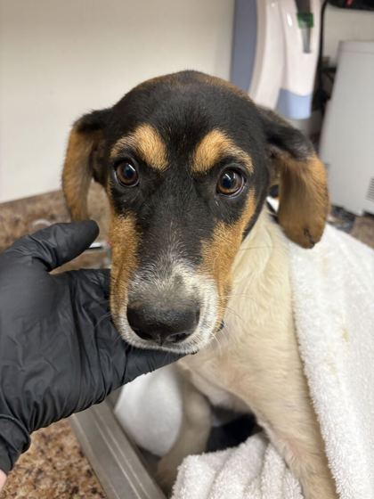 Shelter Stray Male Dog last seen Near old rutledge pike, City of Knoxville GP, TN, 3201 Division St, Knoxville, TN 37919, USA