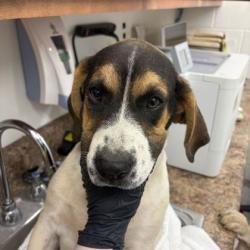 Shelter Stray Male Dog last seen Near old rutledge pike, City of Knoxville GP, TN, 3201 Division St, Knoxville, TN 37919, USA