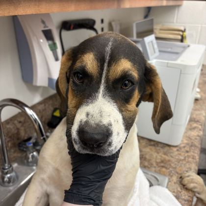 Shelter Stray Male Dog last seen Near old rutledge pike, City of Knoxville GP, TN, 3201 Division St, Knoxville, TN 37919, USA