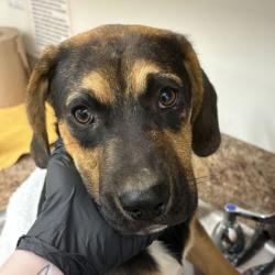 Shelter Stray Male Dog last seen Near old rutledge pike, City of Knoxville GP, TN, 3201 Division St, Knoxville, TN 37919, USA