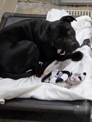Shelter Stray Female Dog last seen Old Mount Holly Road, Goose Creek, SC, 2455 Remount Rd, North Charleston, SC 29406, USA