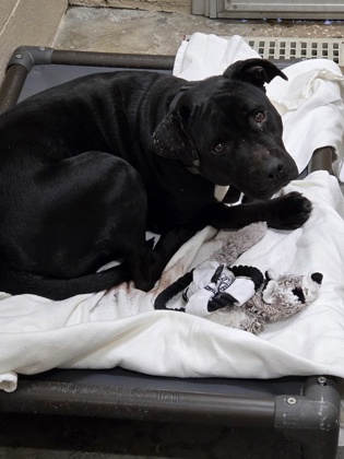 Shelter Stray Female Dog last seen Old Mount Holly Road, Goose Creek, SC, 2455 Remount Rd, North Charleston, SC 29406, USA
