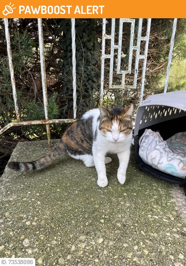 Found/Stray Unknown Cat last seen Main st, South Farmingdale, NY 11735